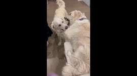 Dog pulls chair with another dog inside around house in Westport, Connecticut