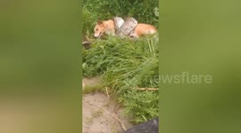 India: Forest department saved the dog was in the captivity of the python, prepared to swallow him