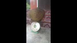 Giant jackfruit weighing Thirty One kilograms in Vietnam