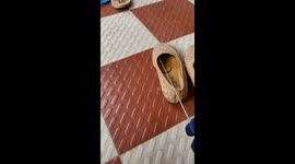 Baby cobra found in shoe in Hubballi, Karnataka, India