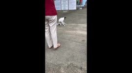 Dog howls along to national anthem during flag ceremony in Manaoag, Philippines