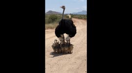 Somali Ostrich Chicks Take Shelter Under Their Dad