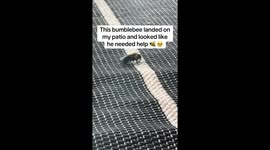 Remote worker saves exhausted bumblebee with sugar water rescue