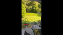 Numerous Foxes Gather In Backyard