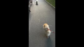 Small dog Luna fearlessly plays with larger dogs in Kyiv park