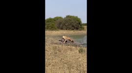 Safari guests watch as warthog 'backflips' to escape being hunted by lioness