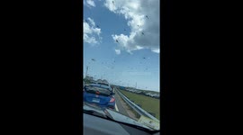 Dragonfly swarm spotted in Westerly, Rhode Island