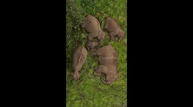 Elephants peacefully napping in Anaimalai Hills, India