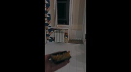 Feeding an owl from a window in Kaluga, Russia