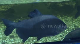 China-Thailand joint lab for climate, marine ecosystem model of int'l marine cooperation: Thai experts