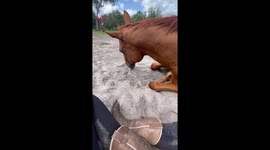 Woman captures wholesome moment of her horse laying his head in her lap