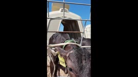 Calves born from handmade cloning in China's Inner Mongolia