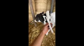 Rare calf with five legs found in Kalo Chorio, Cyprus