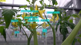 Japan: AI Monitors Tomato Plant Growth and Health