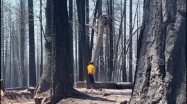 USA: Crews Remove Hazardous Trees from Park Fire Burn Area