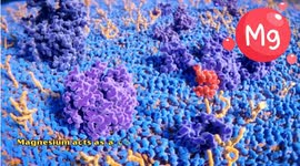 Top 7 High Magnesium Foods - Optimize Your Health With These Magnesium Rich Foods |Magnesium Foods