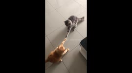 Cats' paws stuck together due to nails