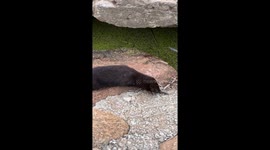 Wow! A mink running off the coast in Tallinn.