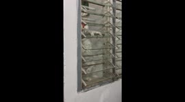 Cat stuck in awkward position in window slats