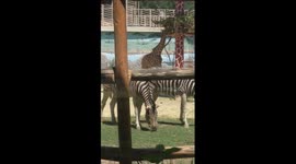 How animals at Tashkent zoo beat summer heat