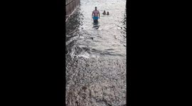 Little Dog Struggles Against the Waves