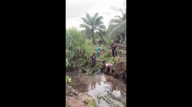 Unfortunate Cow Meets Goods People