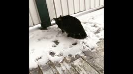 2021 after Pandemic lockdown and cabin fever has indoor kitty unsure of first snow experience!