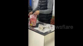 China: A very cute Silver Shaded kitten is lying on the supermarket checkout counter