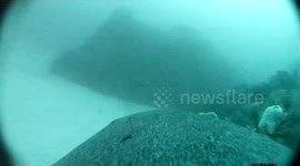 Cameras fitted to sea lions reveal unseen ocean habitats in Australia