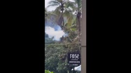 Coconut tree damaged by electric line contact in Malappuram, Kerala