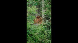 Proboscis monkey feeding on vegetation in Borneo forest
