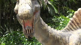 A dove has its nest in a very safe place, in the jaws of a prehistoric dinosaur!