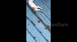 China:  Startled Cat Flees After Being Scared by Human’s Strange Sound