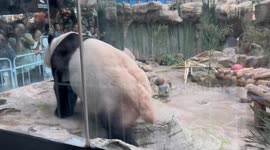 Mischievous panda surprises visitors by urinating on glass pane enclosure