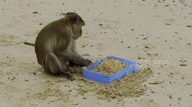 Thailand: Live Fast, Die Young: Social Rank's Impact on Primate Longevity Revealed