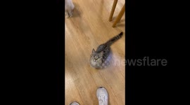 China: A tabby cat in a cat cafe stood up, waved both paws together asking for a treat
