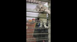 Kitten gets stuck in awkward position in window slats