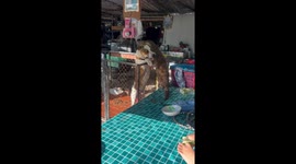 Otter and pet dog play together like the best of friends