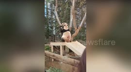 Angry mum panda gets frustrated at cub's refusal to climb tree