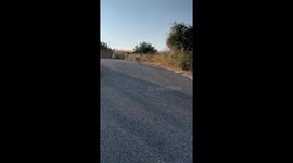 Deer surprises dog during walk in Sha'arei Tikvah, Israel