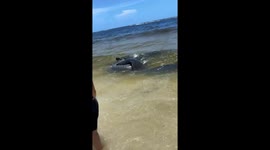 Manatees wash ashore while mating in Pompano Beach, Florida