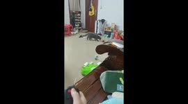 Hilarious moment as cat jumps high in fright at toy mouse