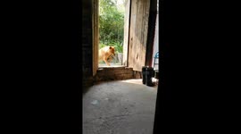 Dog discovers gold during a walk in China