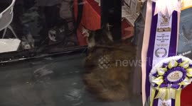 Australia: International Cat Day