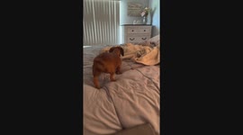 Little sister wants to play in the morning but big sister is cranky and wants to be left alone