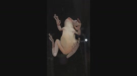 Tree frog found a lizard after the rain storm