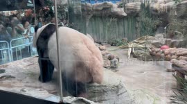 China: A giant panda started urinating on the glass
