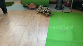 The race is on they race like this everyday