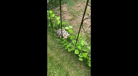 The great attempt to escape fails again double effort