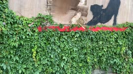 New Banksy artwork appears in Cricklewood